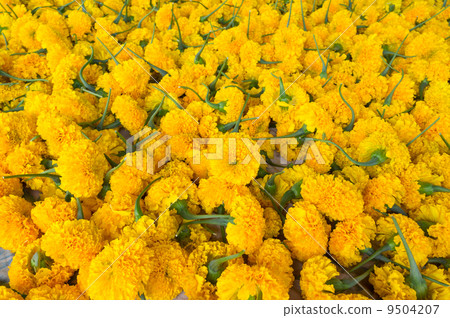 Yellow marigold 9504207