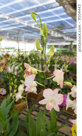 Orchid Market shop Orchid Market shop 9504443