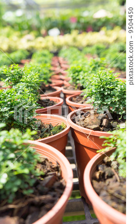 Nursery of plant Nursery of plant 9504450