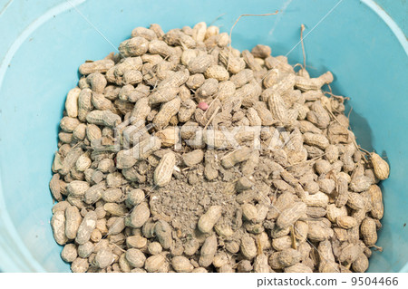 Raw peanut Raw peanut 9504466