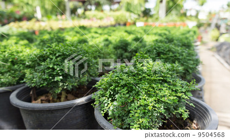 Small green bush tree Small green bush tree 9504568