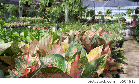 Nursery plant Nursery plant 9504615