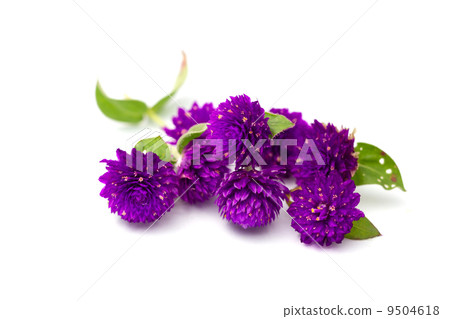 Globe amaranth Globe amaranth 9504618