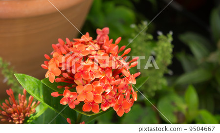 Ixora 9504667