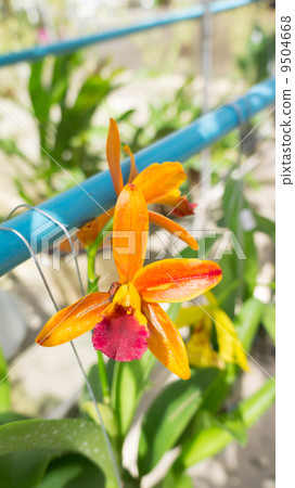 Orange Orchid Orange Orchid 9504668