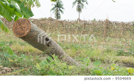 Coconut log Coconut log 9504669