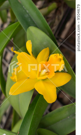 Beauty yellow flower and leaf Beauty yellow flower and leaf 9504679