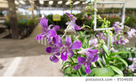 Beautiful violet orchid Beautiful violet orchid 9504680