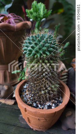 Green cactus Green cactus 9504681