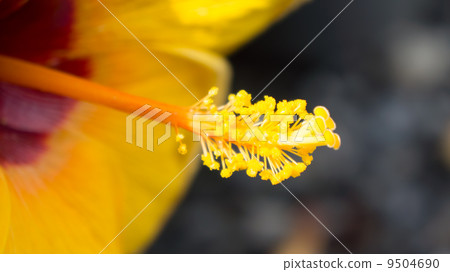 Close up pollen 9504690