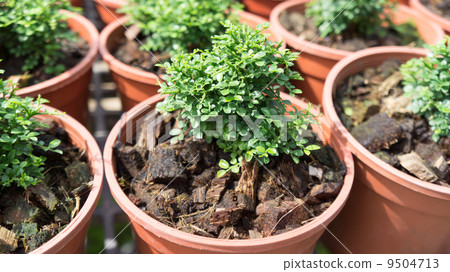 Little plant grow Little plant grow 9504713