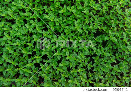 Green grass Green grass 9504741