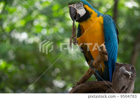 one bird one bird 9504783
