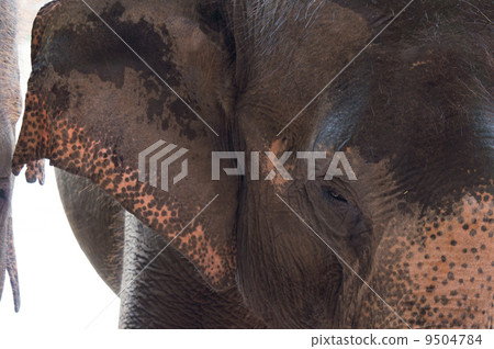 Close up elephant Close up elephant 9504784