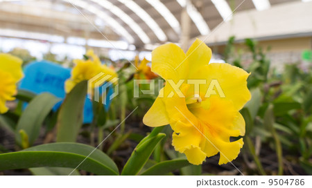 Close up beauty yellow flower Close up beauty yellow flower 9504786