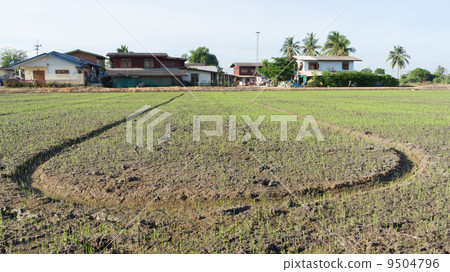 Rice growing Rice growing 9504796
