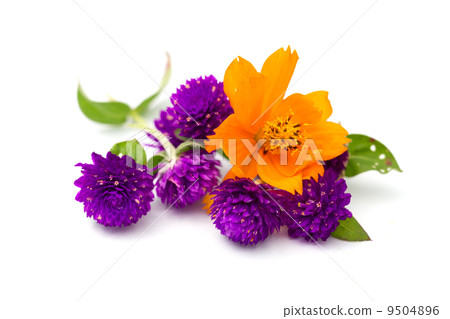Colourful flower Colourful flower 9504896