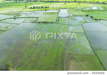young rice young rice 9504898