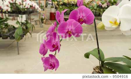 Beautiful pink flower 9504916