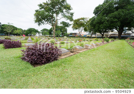 Lonely flower 9504929