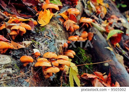 自然Namesko 自然Namesko 9505002