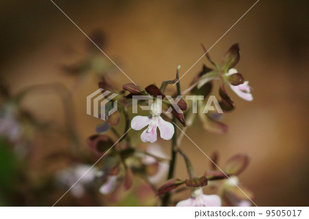 似乎Ebina蜂蜜的海老名根周圍的區域是蝦。 9505017