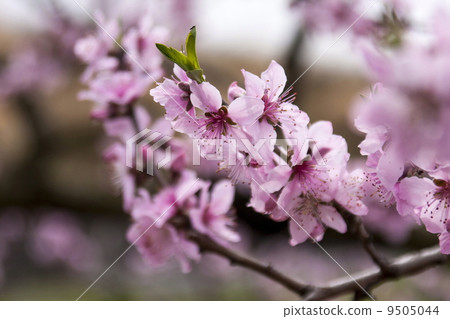  桃花 9505044
