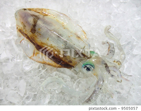 AOLIICA 9505057