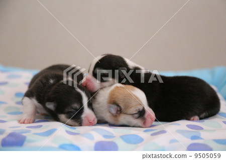 柯基犬小狗 柯基犬小狗 9505059