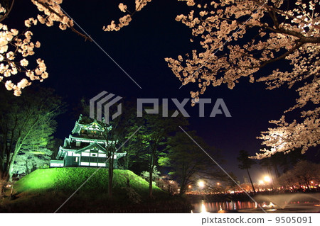 高田公園的櫻花 高田公園的櫻花 9505091