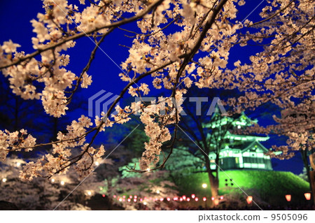 高田公園的櫻花 9505096