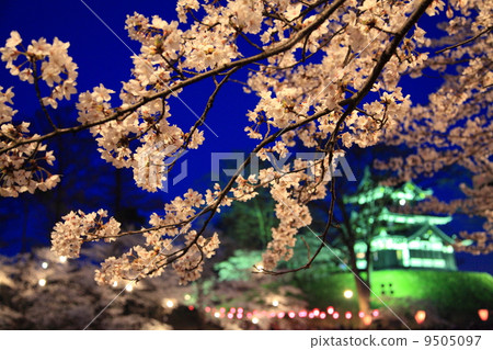高田公園的櫻花 9505097