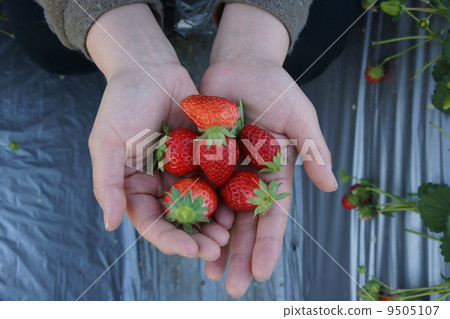 草莓採摘 9505107