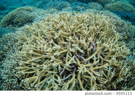 Edasango (Iriomote Island) Edasango (Iriomote Island) 9505113