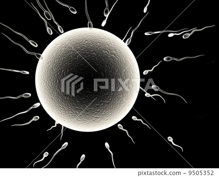 Spermatozoons, floating to ovule 9505352