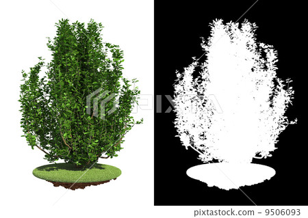Green Shrub Isolated on White Background. Green Shrub Isolated on White Background. 9506093