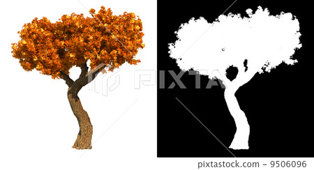 Autumn Tree Isolated on White Background. Autumn Tree Isolated on White Background. 9506096