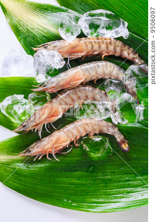 Car shrimp Car shrimp 9506097