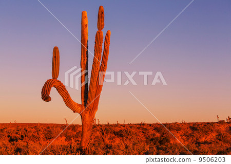 Cactus in Mexico 9506203