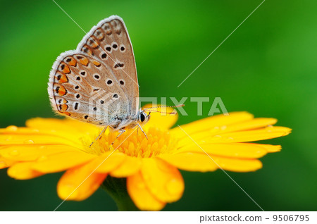butterfly on yellow flower butterfly on yellow flower 9506795