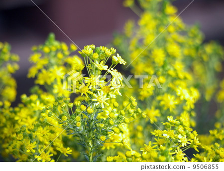 Golden Cracker 9506855