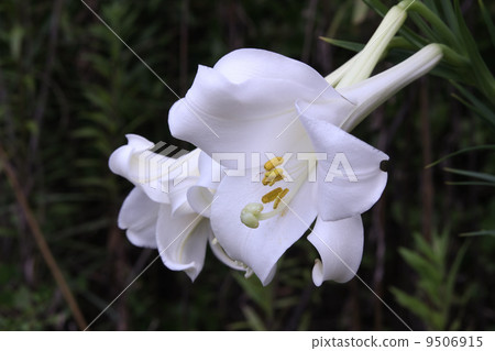 Takasago lily Takasago lily 9506915