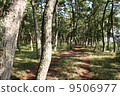 Pine tree forest of Takada Matsubara (2005) 9506977