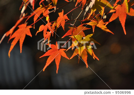 Autumn leaves Autumn leaves 9506996