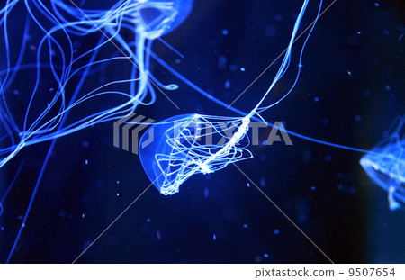 jellyfish jellyfish 9507654
