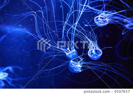jellyfish jellyfish 9507657