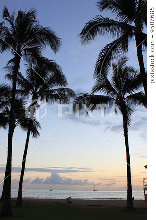 Twilight palm straw in Hawaii Waikiki 9507685