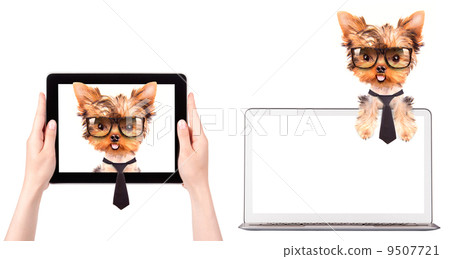 business dog on a digital tablet screen 9507721
