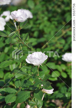 Pretty Dagmar Speat Pretty Dagmar Speat 9507756