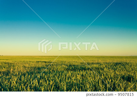 Green Barley Ears 9507815